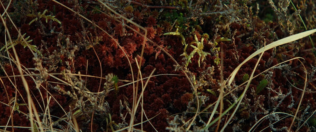 BOGS project still 3