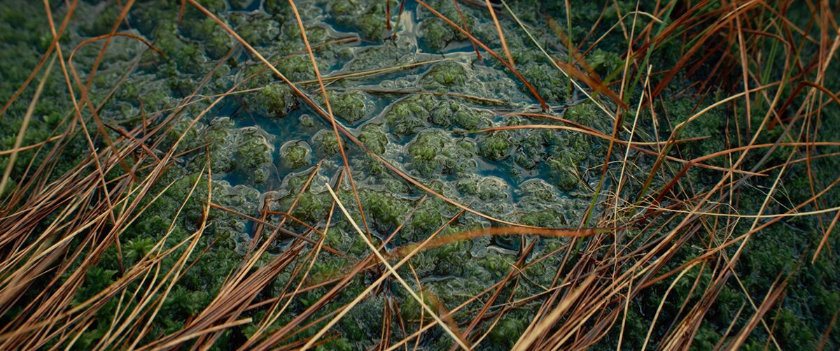 BOGS project still 14