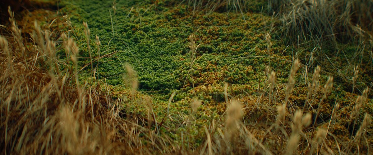 BOGS project still 21