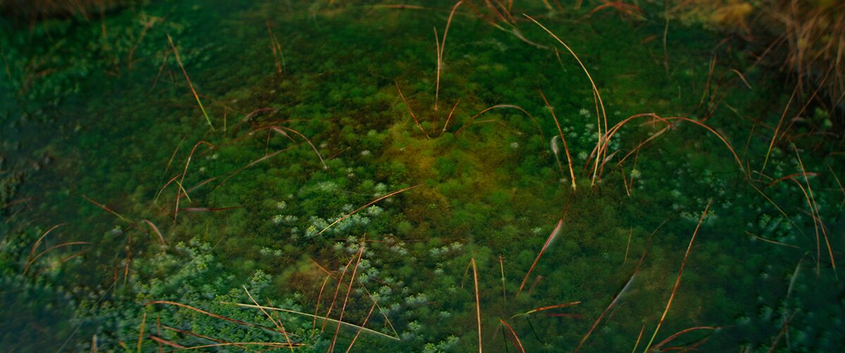 BOGS project still 25