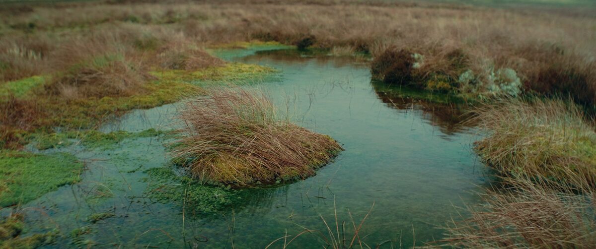 BOGS project still 28