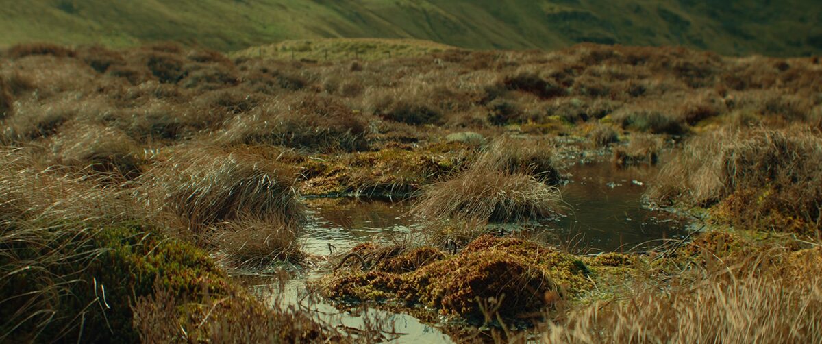 BOGS project still 29